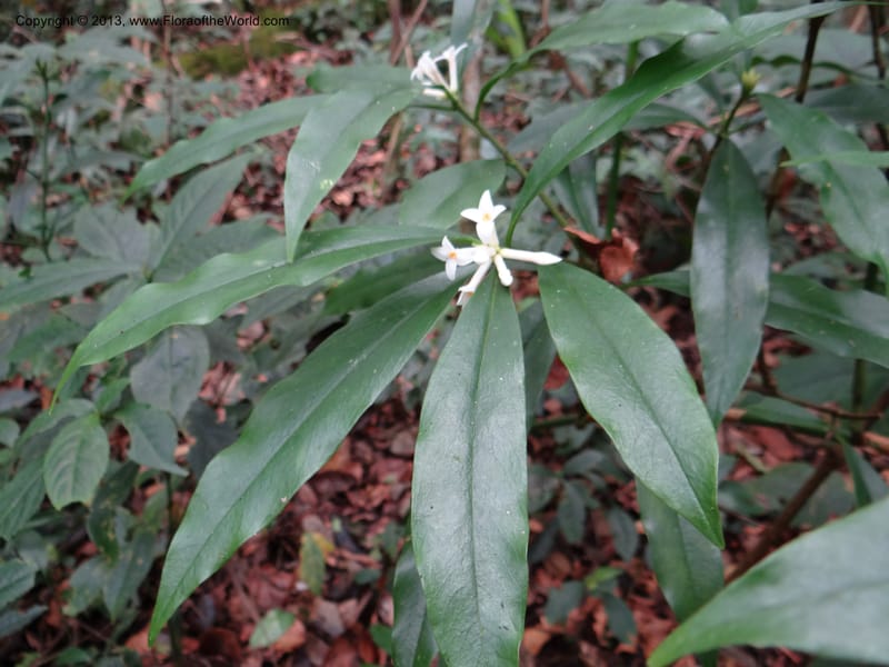 Daphne sureil, VC 5470--Thailand. Chiang Mai. Doi Suthep Pui N. P. 7 Nov 2012. (129).JPG