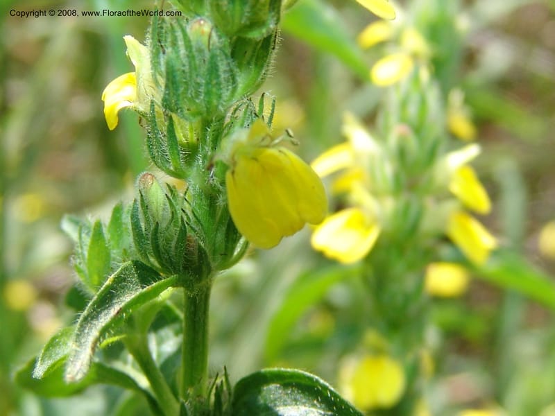 Justicia flava--So.Africa. Mpumal. S of Burgersfort. 16 Mch 05. 209.jpg