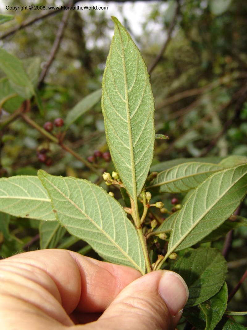 Rhamnus--Peru. Macchu Pichu. 23 Oct 07. 182.jpg