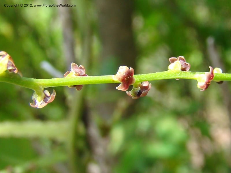Dioscorea, N. Martinez M. 2431--MX. Chiapas. Jiquipilas. Cerro el Campanario. 14 Sep 08. 193 (5).jpg