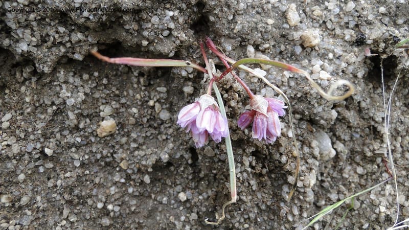 Allium aasiae, not coll.--Idaho. Ada Co. artwright Rd. 22 April 2010. 145.jpg