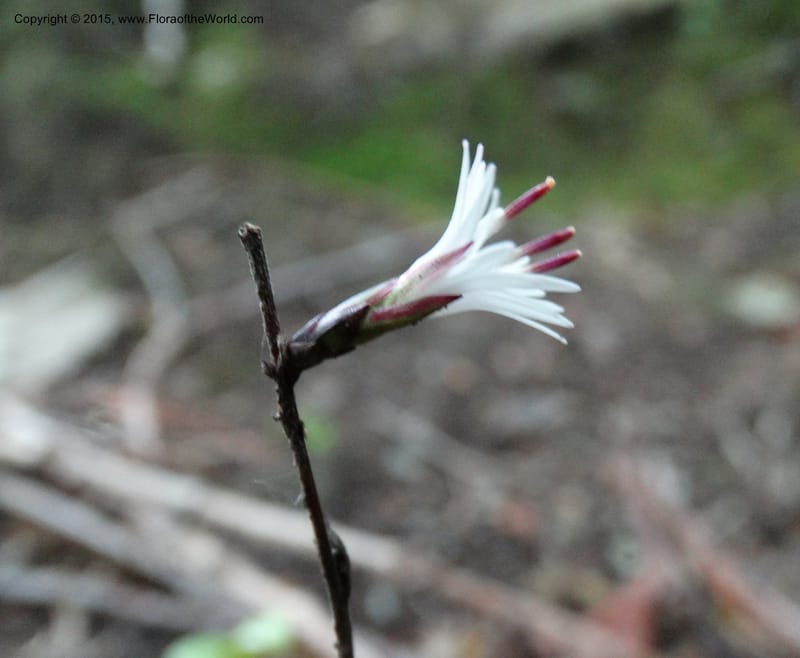 Ainsliaea, Boufford, D 43726--China. Sichuan. YangLiuPing to LongDianZi. 14 May 2014. DSC06764 (5).JPG
