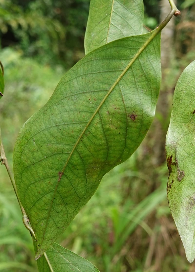 Irvingia gabonensis, C. Davidson 13929--Gabon. Missome Village. 31 Oct 2018. DSC00817 (173).JPG