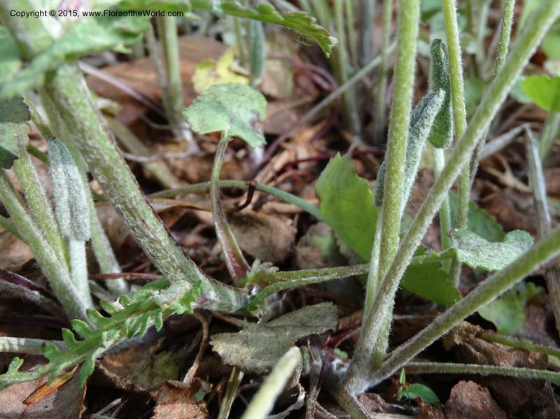 Packera serpenticola, Davidson, C 12974--No. Carolina. Clay Co. Buck Cr. 13 May 2015. DSC04619 (50).JPG