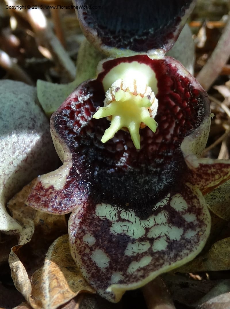 Asarum shuttleworthii, Davidson, C 12948--North Carolina. Trans. Co. W Cradle of For. 11 May 2015. DSC03837 (34).JPG