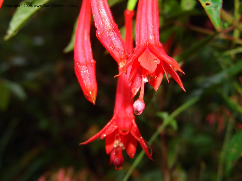 Fuchsia, DNeill16009--Ecuador. Zam. Ch. Res.Tapichalaca. Roadside. 25 Sep 07. 032.jpg