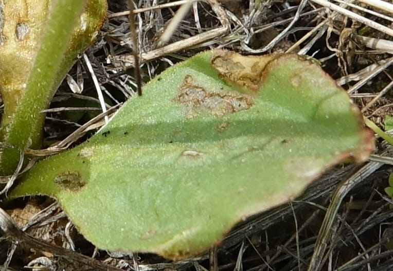 Micranthes oregana, C. Davidson 13615--CA. Modoc Co. Warner Mts. Hwy 299. 7 June 2017. DSC01455 (85).JPG