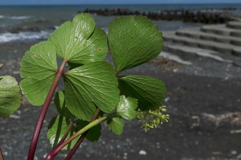 Ligusticum scoticum subsp. hultenii, Boufford 43939--Japan. Hokkaido. Konpira Cape. 5 Aug 2016. DSC01214 (17).JPG