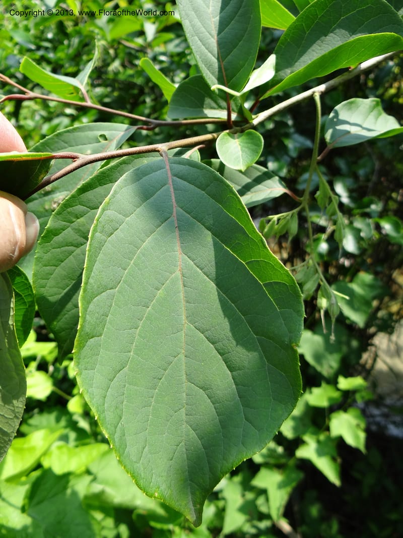 Pterostyrax corymbosus, Li Pan 1205274--China. Zhejiang Prov. Shunxi Village. 28 May 2012. DSC00347 (188).JPG