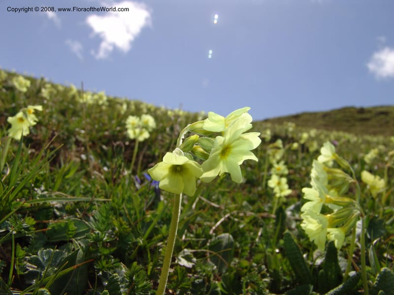 Primula ruprechtii--Georgia. Vic. of Tskhrats'karo Pass. 7 Jun 05. 017.jpg