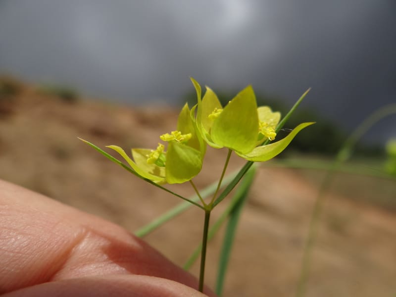 Bupleurum--Kurdistan. Tawailla. Stop 3. 22 May 2013. DSC04827 (15).JPG