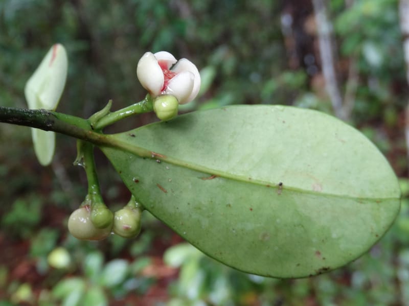 Garcinia, Lowry, P 7405--New Caledonia. Creek Hervouet. 19 Nov 2015. DSC03817 (94).JPG