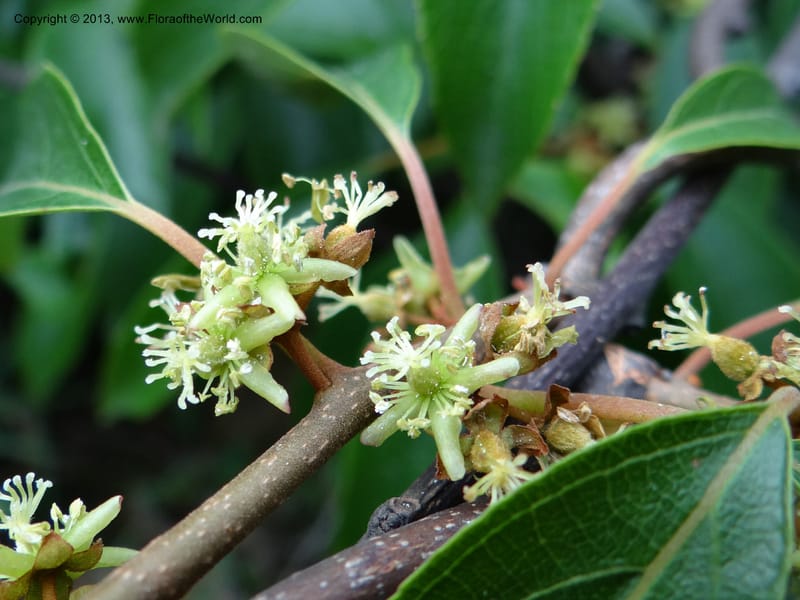 Actinidia lanceolata, Davidson, C 1205287--China. Zhejiang Prov. Shunxi Village. 28 May 2012. DSC00348 (92).JPG