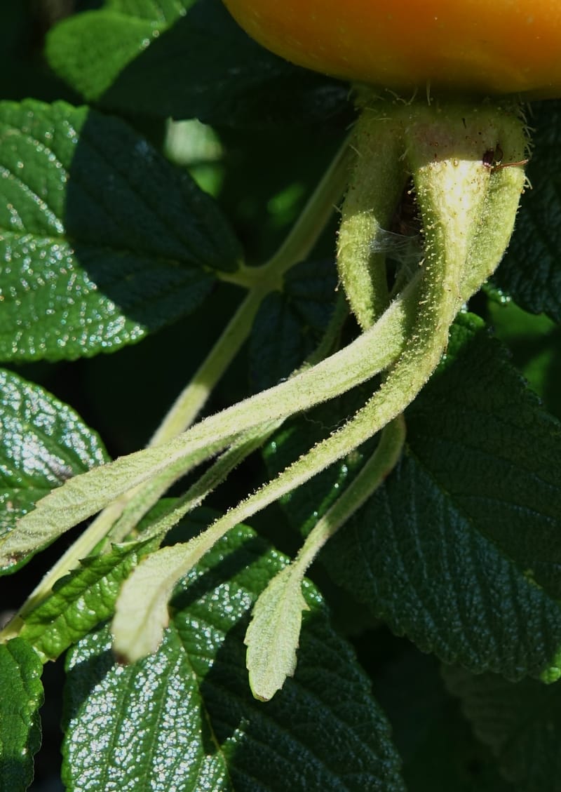 Rosa rugosa--Japan. Hokkaido. White Silver Waterfall. 5 Aug 2016. DSC01313 (14).JPG