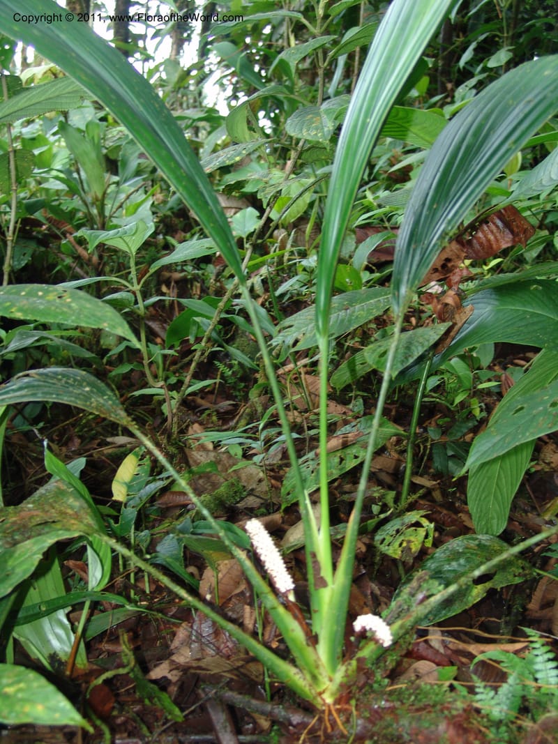 Sphaeradenia, Croat 95132--Ecuador. Prov. Esmeraldas. Alto Tambo. 21 Feb 05. 231 (3).jpg
