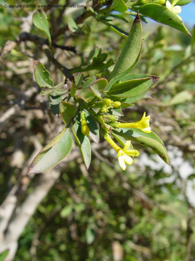 Jasminum odoratissimum, 2000.0079--Spain. Barcelona Botanic Garden. 19 Apr 04. 216.jpg