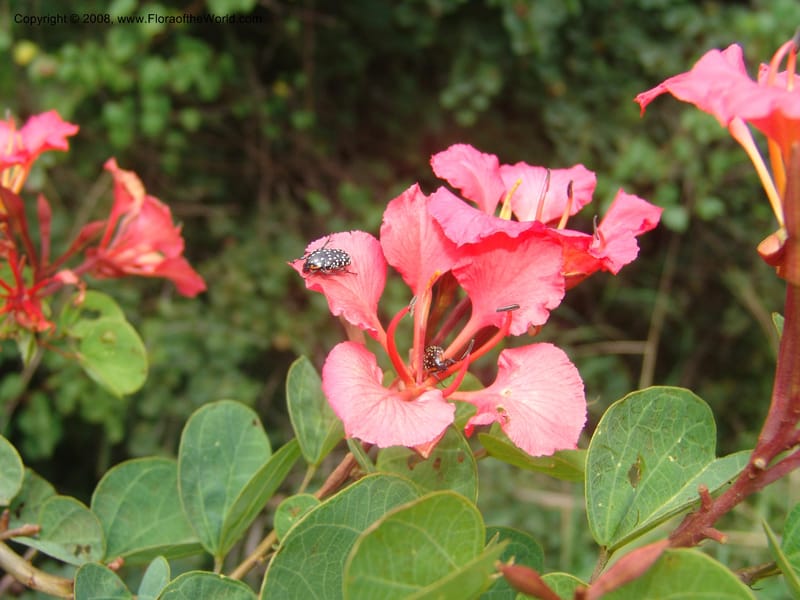 Bauhinia galpinii--So. Africa. Mpumalanga. Karino. Whyte Thorne. 19 Mch 05. 179.jpg