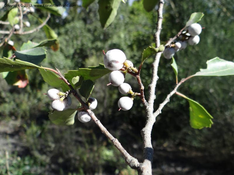 Azara, WDS 34102--Chile. Rd to El Abanico. Pte. Polcura odom 16.6. 17 Feb 2013. DSC01401 (204).JPG