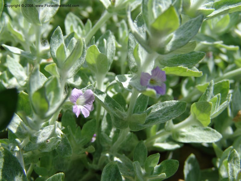 Stemodia lanata--TX. Johnson Wildflower Center. 13 Jun 04. 002.jpg