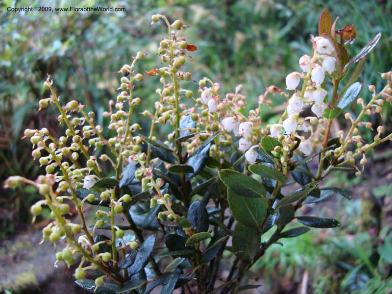Vaccinium...DN16029,Ecuador.Prov.ZamoraC.Podocarpus,Tapichalaca26Sep2007 120.jpg