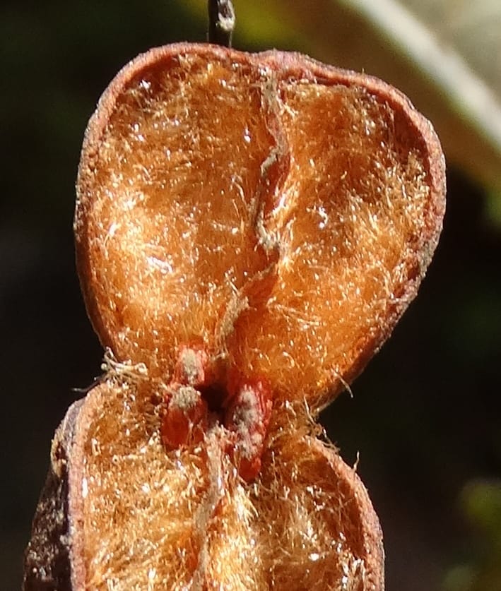 Lepidocupania lepidota, Callmander, M 1239--New Caledonia. Mont Dzumac. 12 Nov 2015. DSC01563 (350).JPG