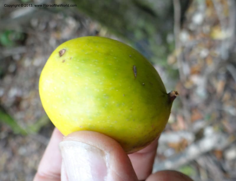 Gomortega keule, WDS 34081--Chile. Reserva Nac. Los Queules. 15 Feb 2013. DSC01158 (154).JPG