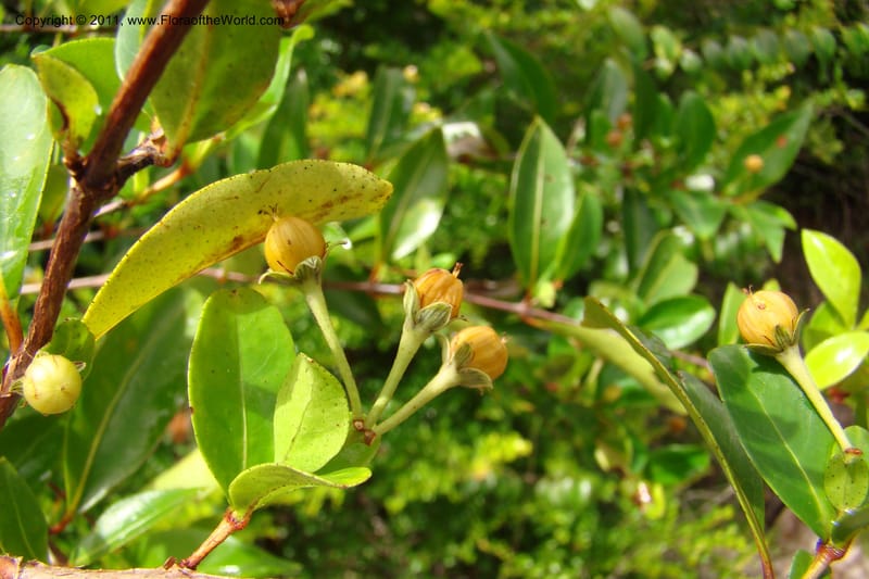 Psorospermum lanceolatum, Razafindraibe 191--Madagascar. Prov. Fianarantsoa. RN 12. 14 Jan 09. 043 (11).jpg