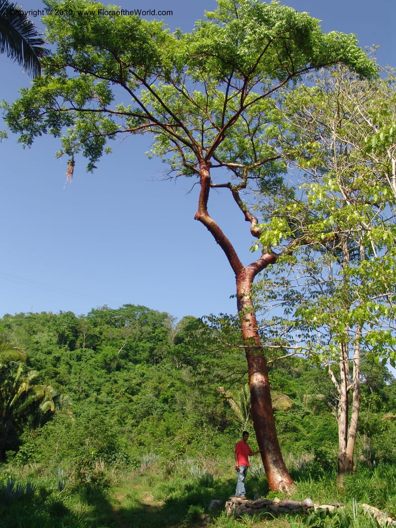 Bursera arborea--Jalisco. Adj. to El Tamarindo, near La Manzanilla. 1 Aug 2007. 016.jpg