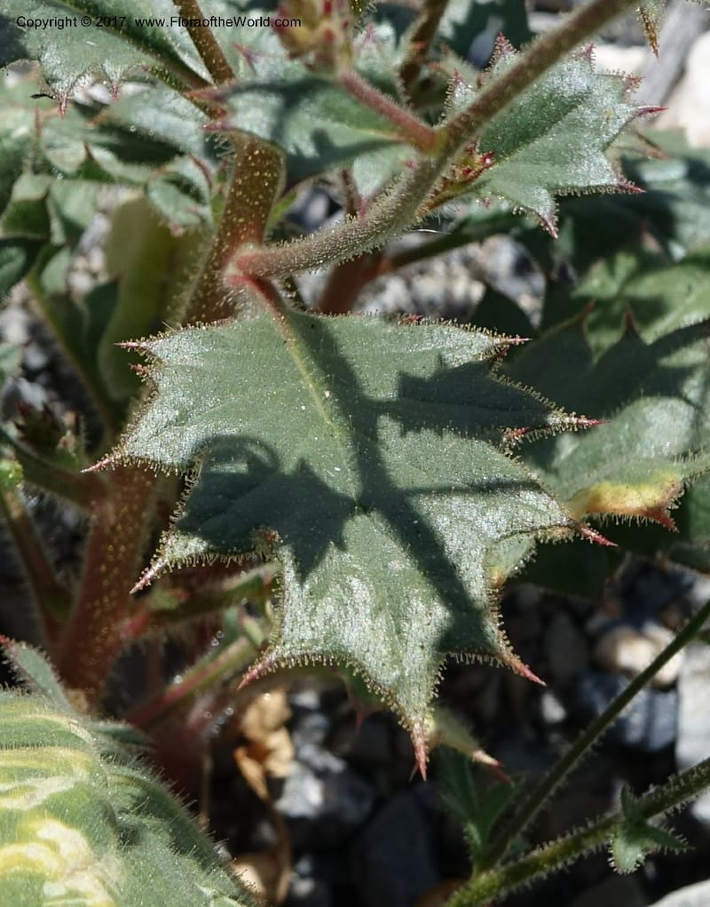 Gilia latifolia, Davidson, C 13078--California. Inyo Co. Last Chance Mts. 16 Apr 2016.  (127).JPG