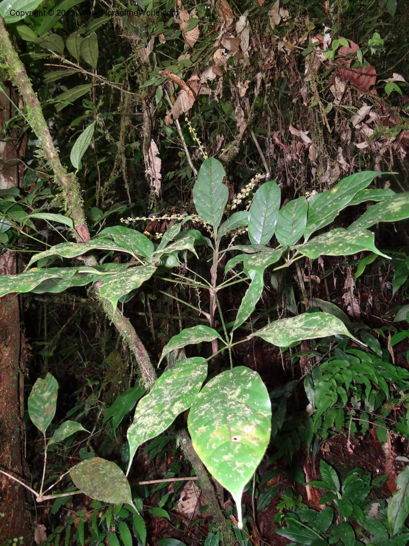 Schefflera bipalmatifolia, SAN.153212--Malaysia, Sabah. Mt. Kinabalu. 5 Apr 2012. DSC06767 (126).JPG