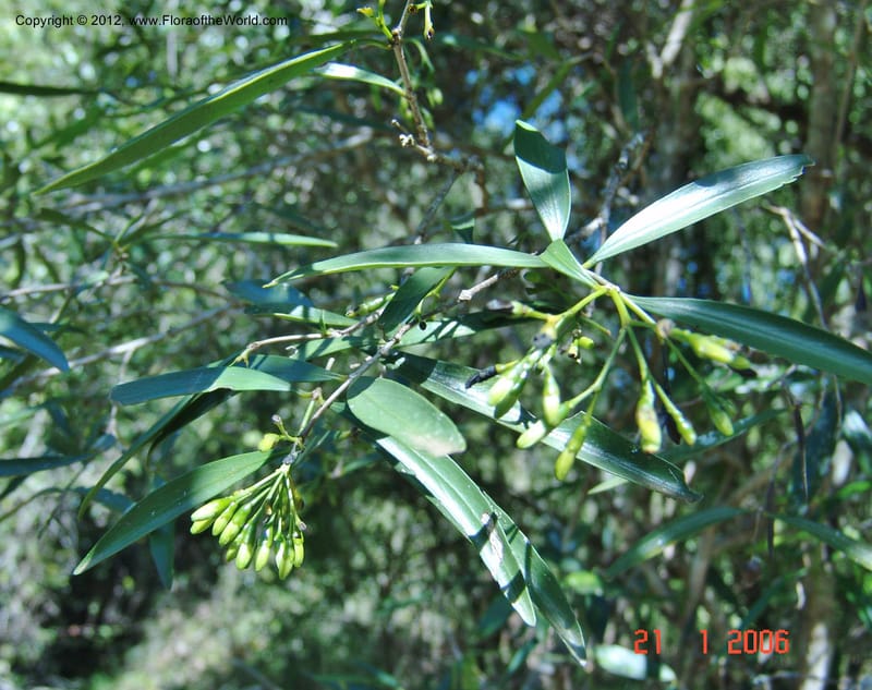 Coptosperma, Rogers, Z 925-Madagascar, Berenty, 21 Jan 2006 100 (2).jpg