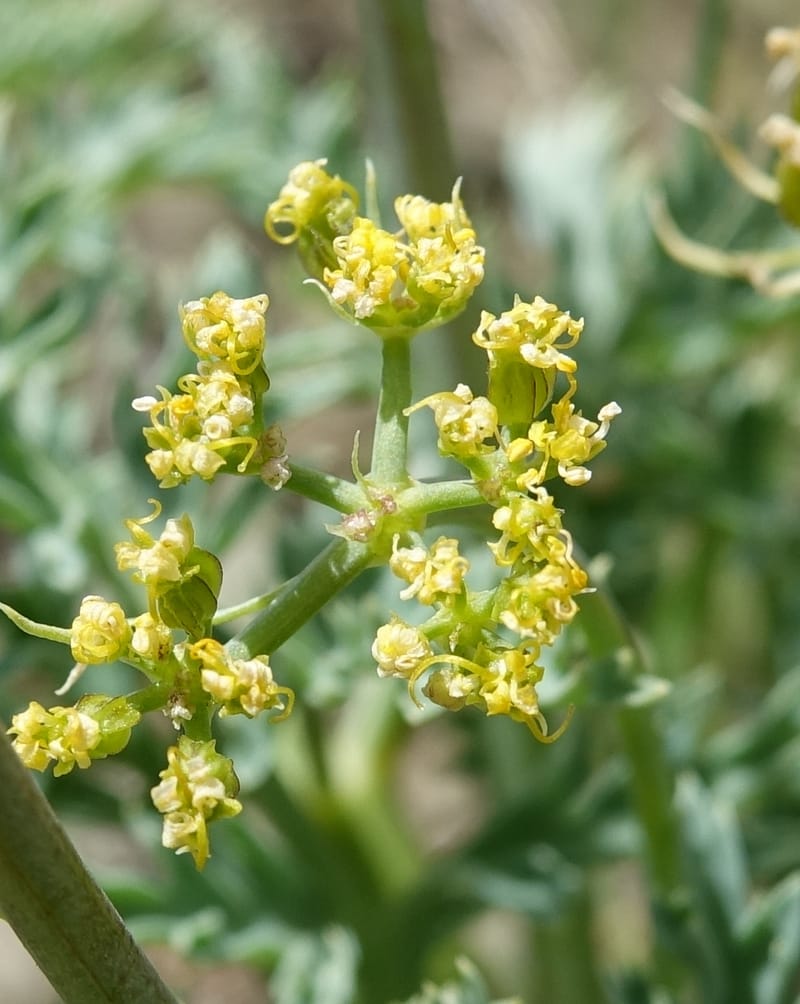 Cymopterus glaucus, C. Davidson 13559--ID. Blaine Co. Rock Creek Preserve. TNC. 14 May 2017. DSC00477 (36).JPG