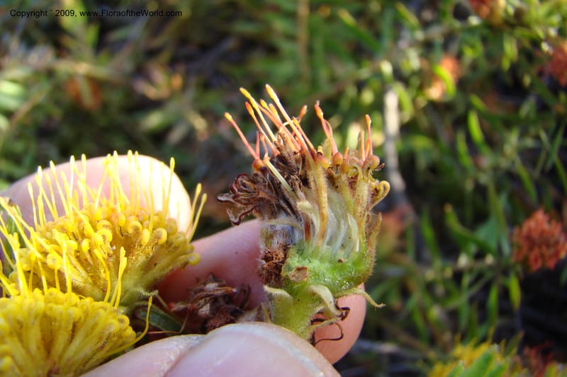 Leucospermum, Z. Rogers 1259--So. Africa. W. Cape. E of Stanford, Hermanus Rd. 19 Jan 09. 040.jpg