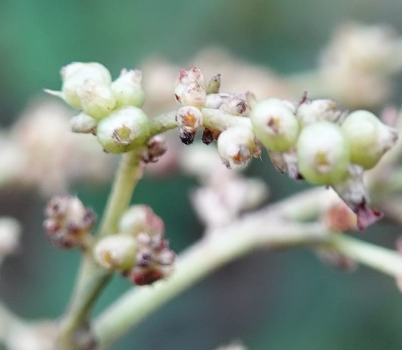Wendlandia ligustrina, D. Boufford 44129--China. Yunnan. Meizi Lake Park. 3 May 2018. DSC01424 (221).JPG