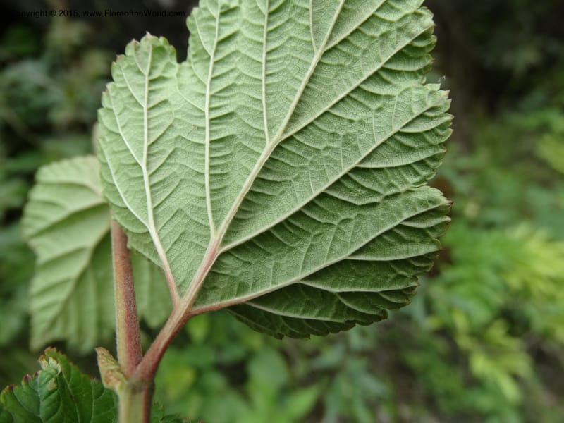 Neillia thibetica, Boufford, D 43710--China. Sichuan. LongDongZhen on Rd. to LeiYuan Shan. 13 May 2014. DSC05860 (20).JPG