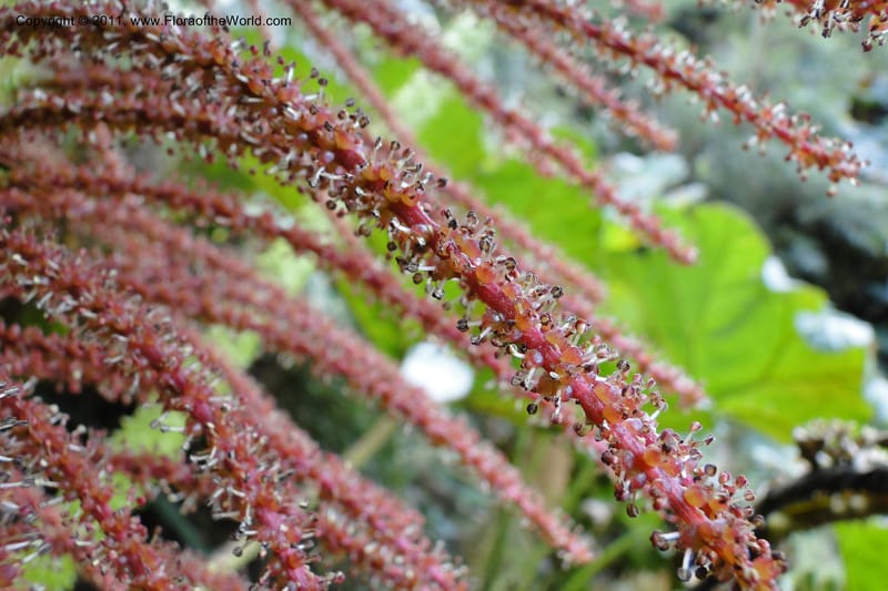 Gunnera brephogea, Ulloa 2180--Ecuador. Pichincha. Reserva Yanacocha. 11 Jun 2011. 311.jpg