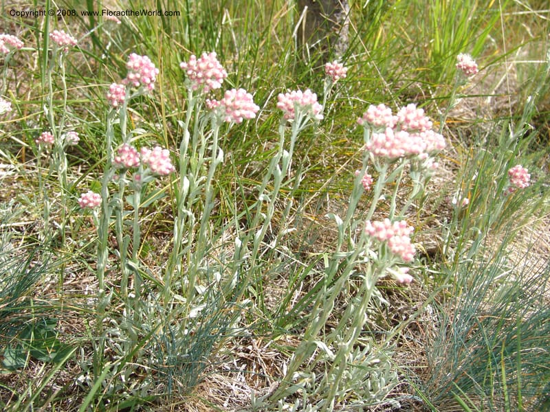 Antennaria rosea, CDavidson11091--ID. Idaho Co. Warren Wagon Rd., Sesesh Meadow. 8 Jul 07. 027.jpg