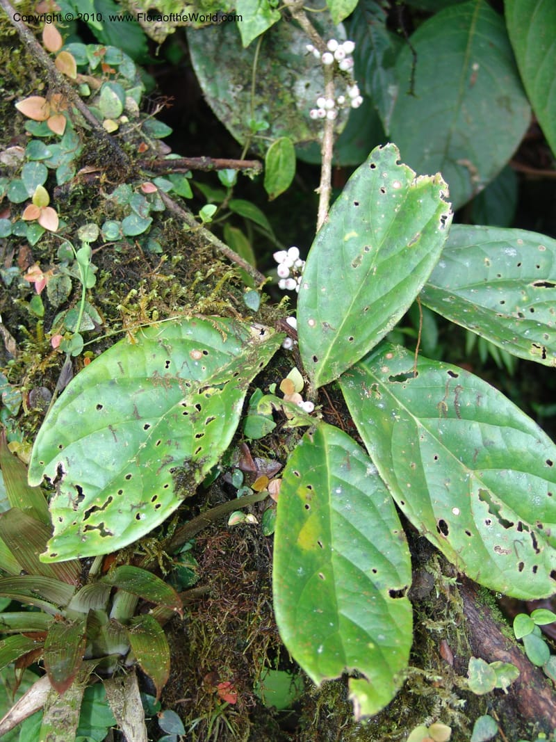 Schlegelia, Croat 96390--Ecuador. Prov. Pichincha. Pacto-Pto. Quito Rd.. 25 Mar 06. 465 (12).jpg