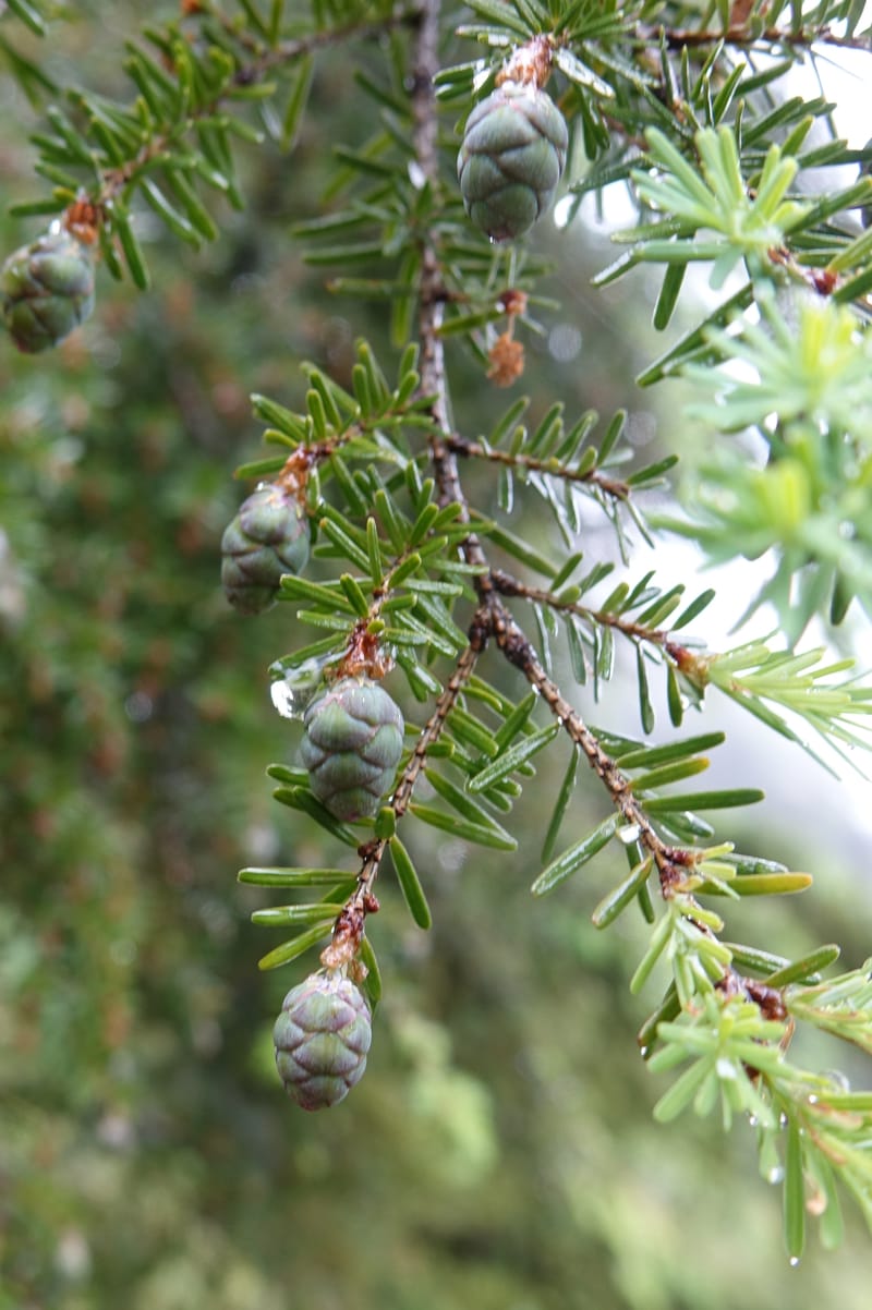 Tsuga chinensis, Tseng Yu-Hsin 1332--Taiwan. Taroko Nat. Park. Mt. Bilu Trail. 21 May 2016.  (173).JPG