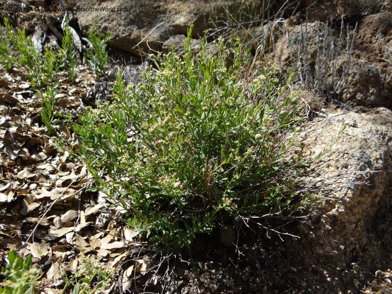 Comandra umbellata, Davidson, C 11942--AZ. Yavapai Co. Crown King Rd. 7 May 2012. DSC0894 1 (109).JPG