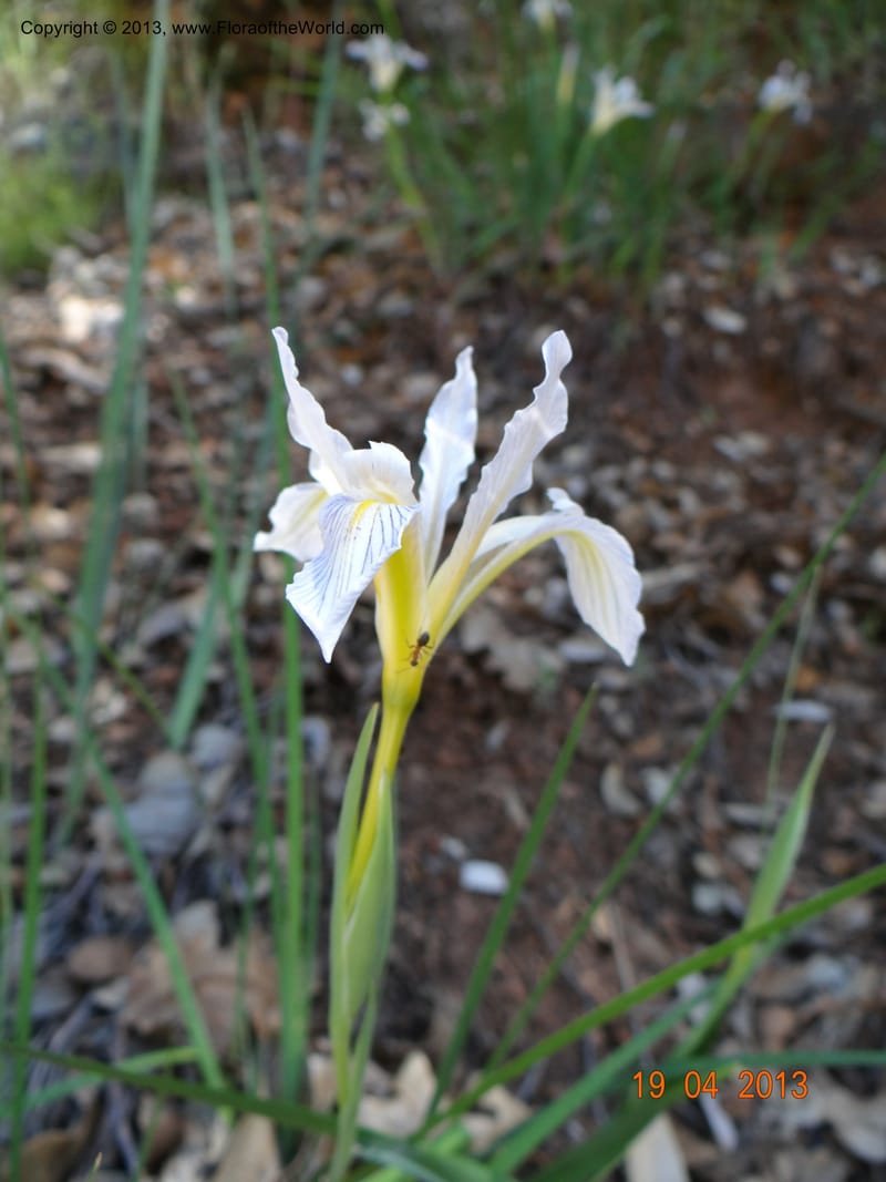 Iris tenuissima, Davidson, C 12132--USA, California, Nevada Co. 19 Apr 2013  0111 (8).JPG