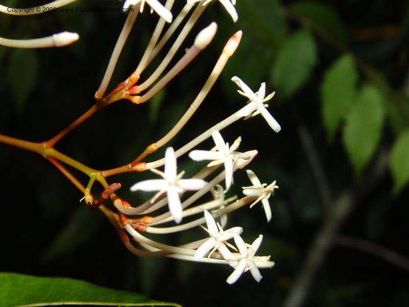 Ixora, ZRogers899--Madagascar. Prov. Toliar. Mandena Centr. Res Ecol. 19 Jan 06. 285.jpg