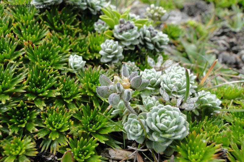 Draba, Ulloa 2022--Ecuador. Napo. Volcan Antesana. 2 Jun 2011. 206 (7).jpg