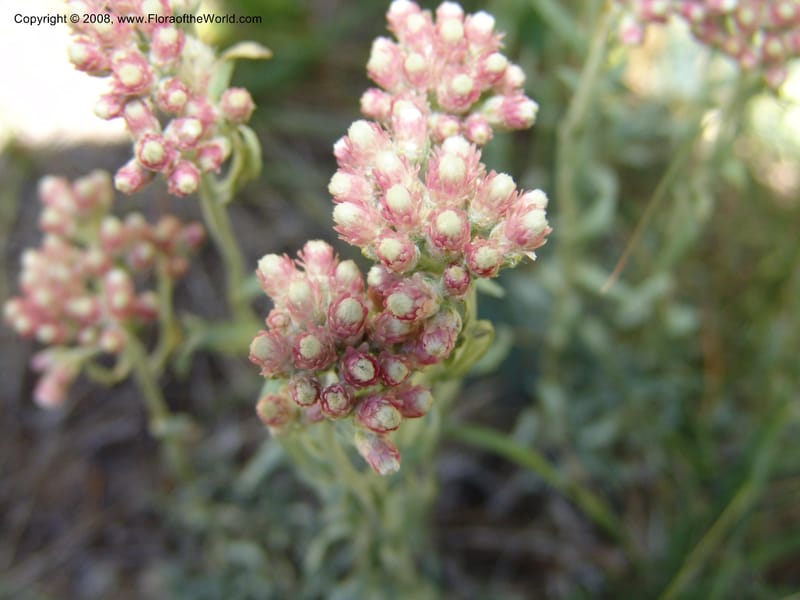 Antennaria rosea, CDavidson11091--ID. Idaho Co. Warren Wagon Rd., Sesesh Meadow. 8 Jul 07. 035.jpg
