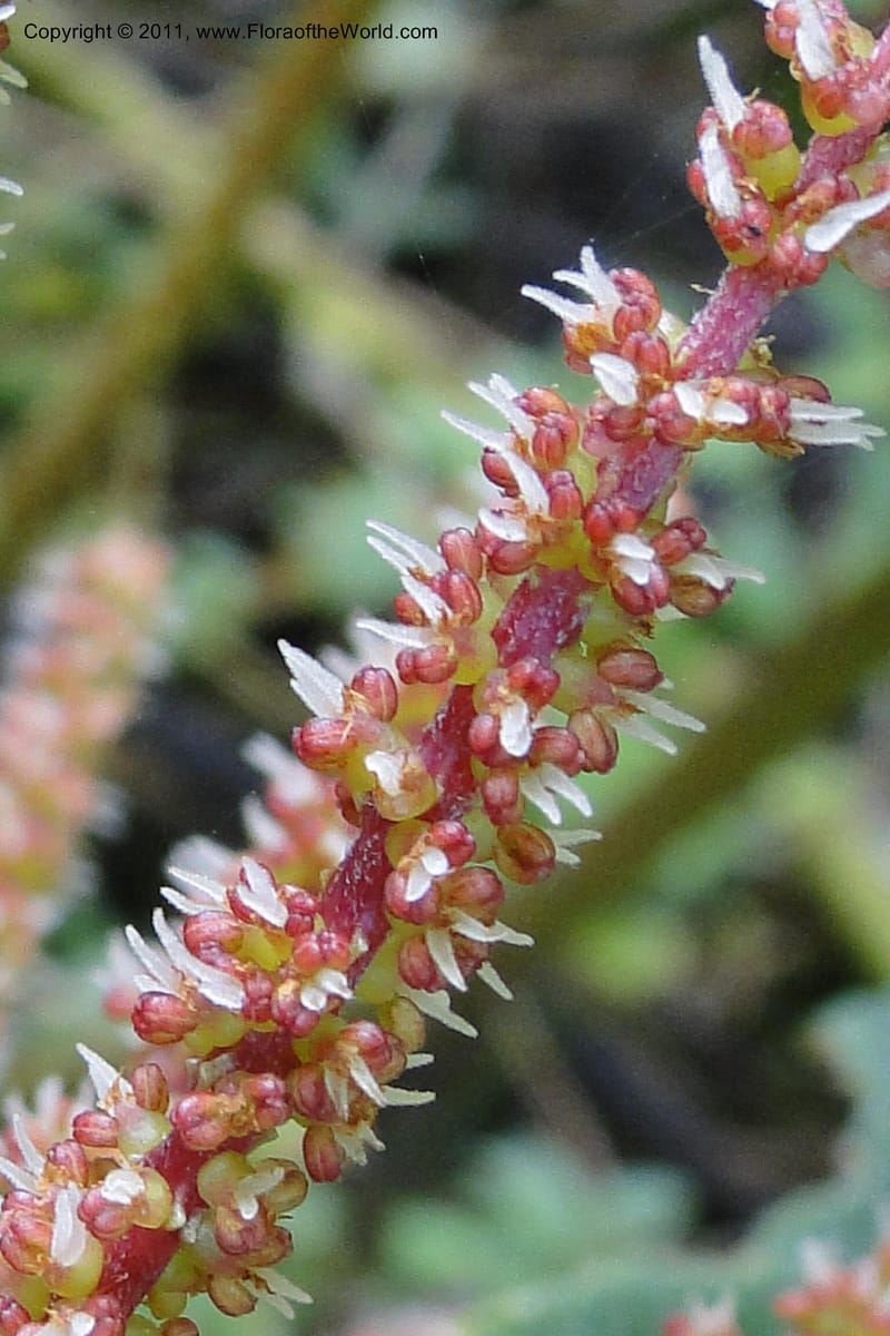 Gunnera brephogea, Ulloa 2180--Ecuador. Pichincha. Reserva Yanacocha. 11 Jun 2011. 311 (24).jpg