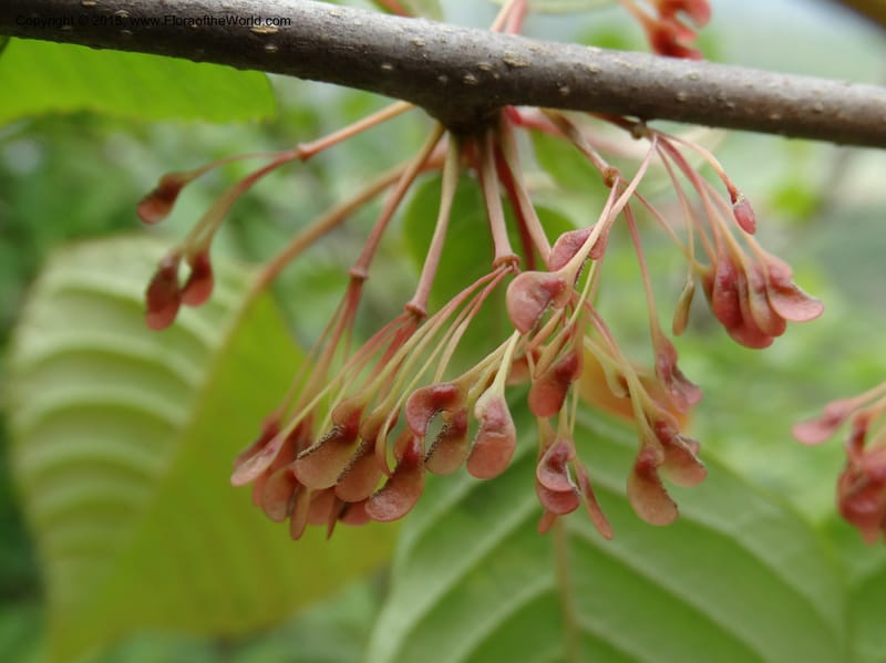 Euptelea pleiosperma, Boufford, D 43587--China. Sichuan. Tudiling Tunnel. 6 May 2014. DSC03860 (129).JPG