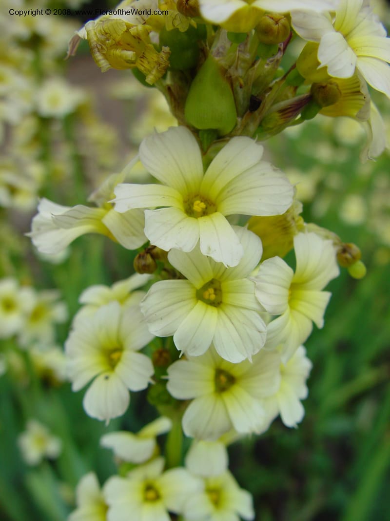 Sisyrinchium striatum--France. Paris. Jardin des Plantes. 30 May 03. 035.jpg
