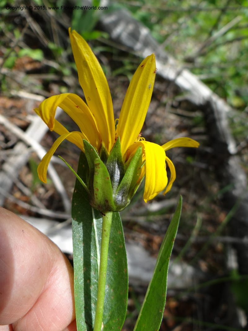 Wyethia, Mansfield, D 12-602--ID. Bear Lake Co. Mt. Sherman. 13 Jul 2012. DSC03473 (135).JPG