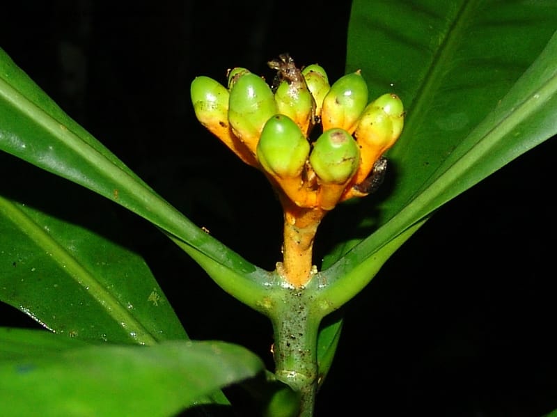 Potalia, Farfan 682--Peru. Edo. Madre de Dios. ACEER Res. Ctr. 17 Oct 05. 038.jpg