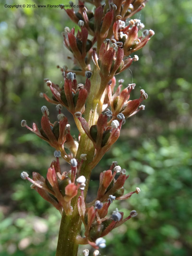 Helonias bullata, Not collected--North Carolina. Trans. Co. W Cradle of For. 11 May 2015. DSC03837 (92).JPG